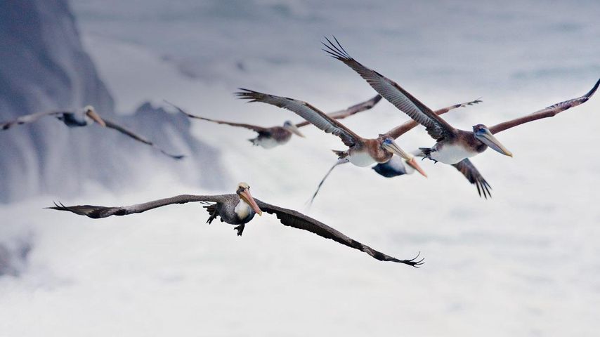 Pelikane im Flug, bei Bandon, Oregon
