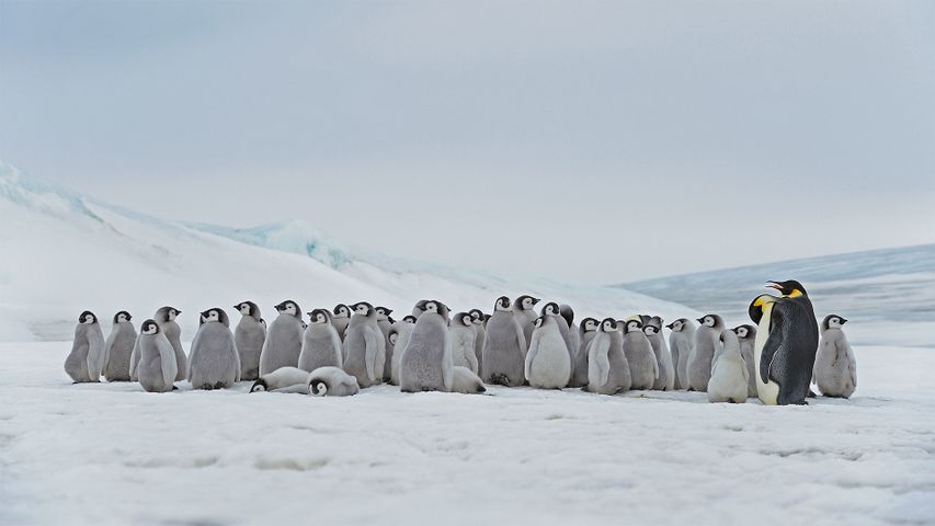 Ausgewachsene Kaiserpinguine und Küken auf der Halbinsel Snow Hill Island, Antarktis