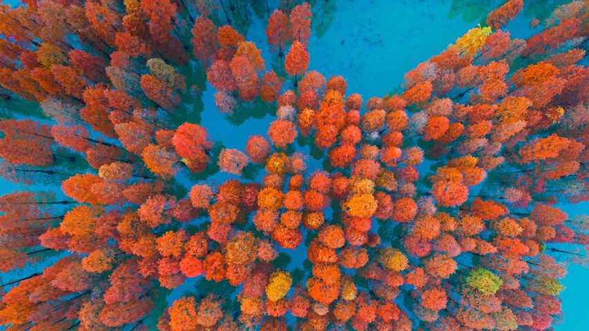 Urweltmammutbäume in einem See des Zimaling-Parks, Zhongshan, China