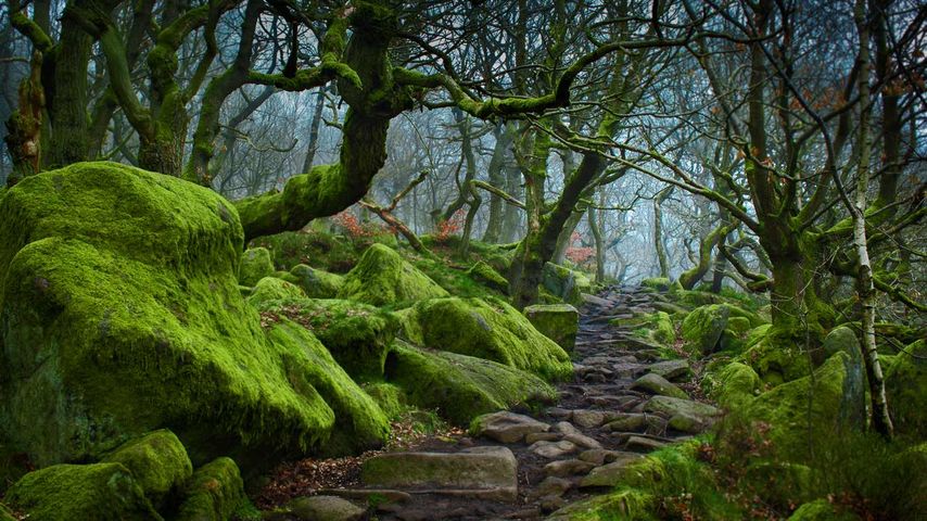 Pfad durch die Schlucht Padley Gorge, Peak-District-Nationalpark, Derbyshire, England 