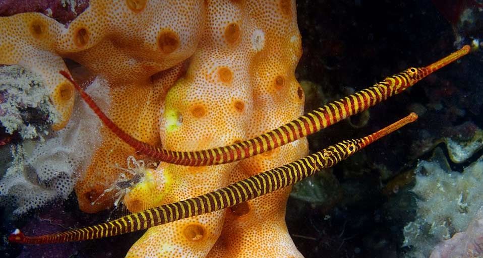 马来西亚马布岛的黄多带海龙 (© David B Fleetham/Oxford Scientific