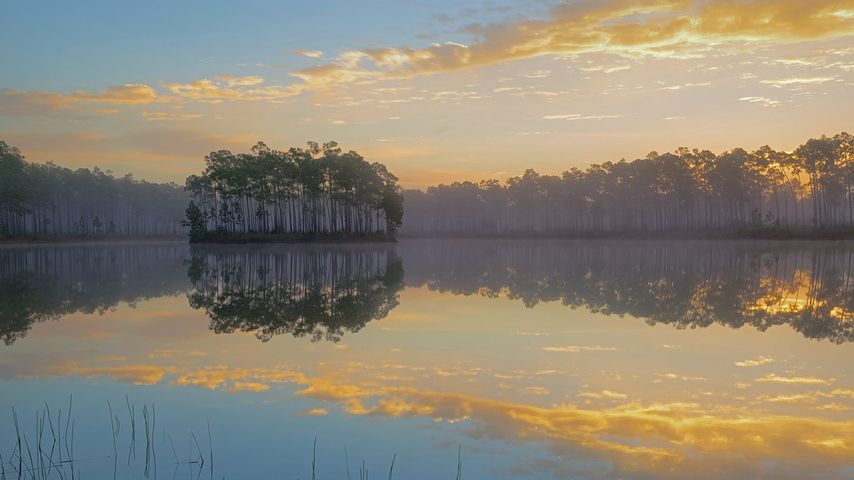Long Pine Key, Everglades-Nationalpark, Florida, USA