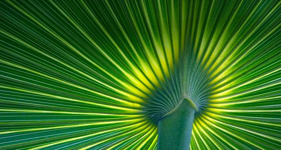 Ein Palmwedel in der Nahaufnahme