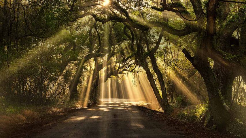 Botany Bay road, Edisto Island, South Carolina, USA
