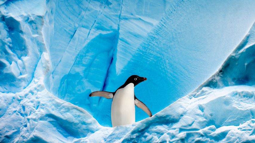 Adeliepinguin in der Graham Passage, Antarktische Halbinsel, Antarktika
