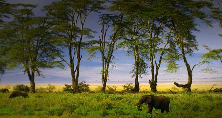Ein afrikanischer Elefant im Ngorongoro-Krater, Tansania – Blaine Harrington III/Corbis ©