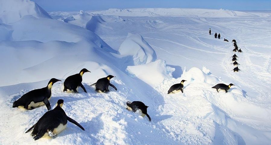 Kaiserpinguine springen aus dem Wasser, Antarktis