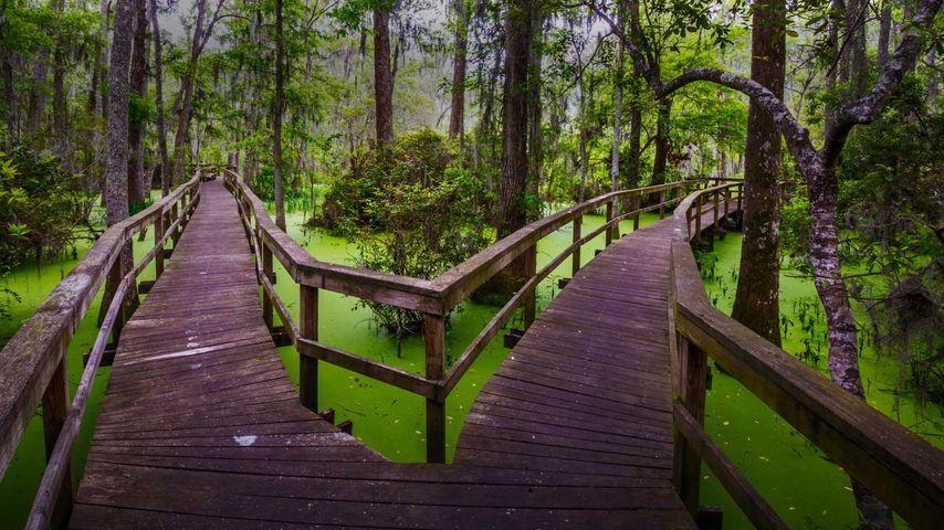 Holzstege im Whooping Crane Pond Conservancy, Hilton Head Island, South Carolina, USA 