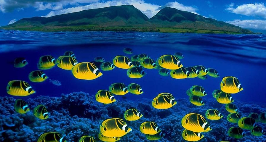 Zusammengesetztes Bild von Mondsichel-Falterfischen unter Wasser, Maui, Hawaii