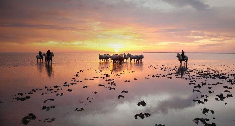 Die Silhouette von Gardians bei einer Herde weißer Pferde bei Sonnenaufgang in der Camargue, Frankreich