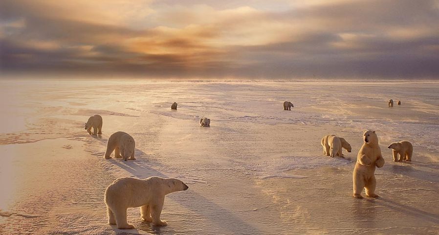 Eine Gruppe Eisbären in der Nähe von Churchill, Manitoba, Kanada – Ward Kennan/Photolibrary ©