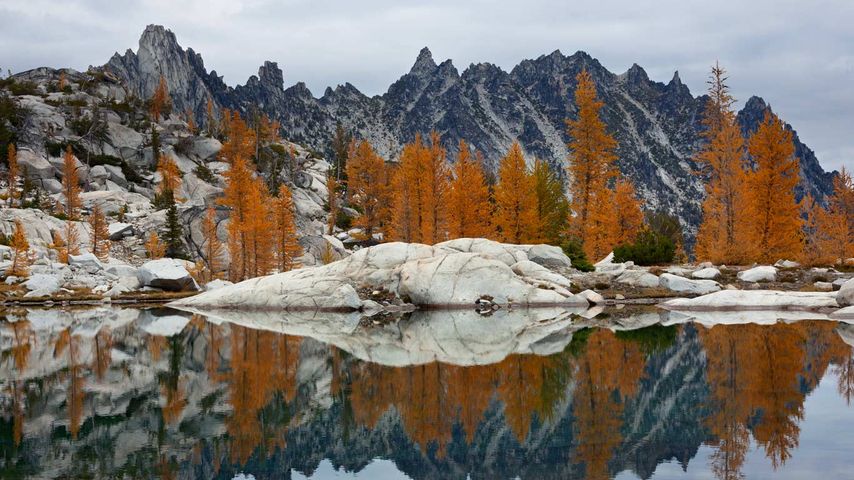 Goldene Lärchen und Prusik Peak spiegeln sich im Troll Sink-Gebirgssee, Upper Enchantments, Alpine Lakes Wilderness, Washington, USA