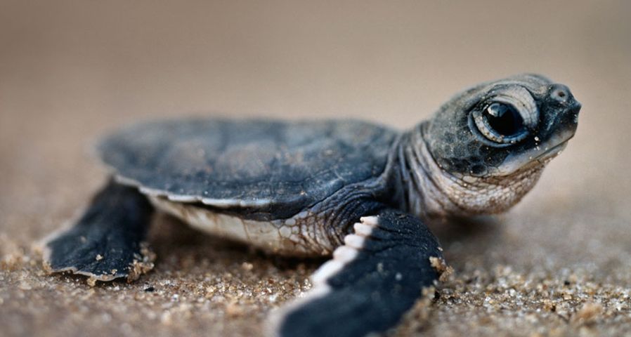 Baby-Suppenschildkröte im Sand, Südamerika – Frans Lanting/Corbis ©