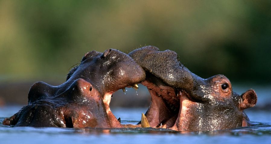 Zwei Flusspferd-Männchen kämpfen im Krüger-Nationalpark, Südafrika