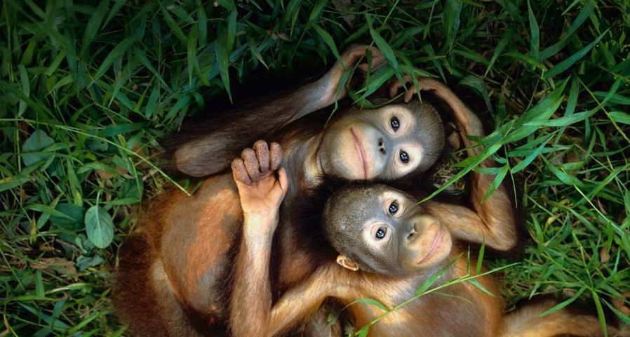 Zwei verwaiste Orang-Utans im Sepilok Forest Reserve, Borneo – Frans Lanting/Corbis ©