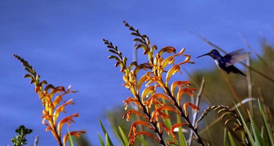 Ein Kolibri fliegt auf der Stelle, um Nektar aus den Blüten zu saugen