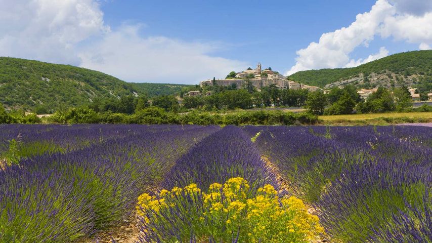 Lavendelfeld, Banon, Frankreich