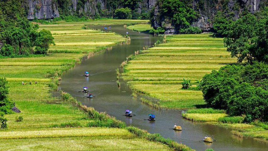 Boote treiben an Reisfeldern auf dem Ngo Dong-Fluss in der Provinz Ninh Binh, Vietnam