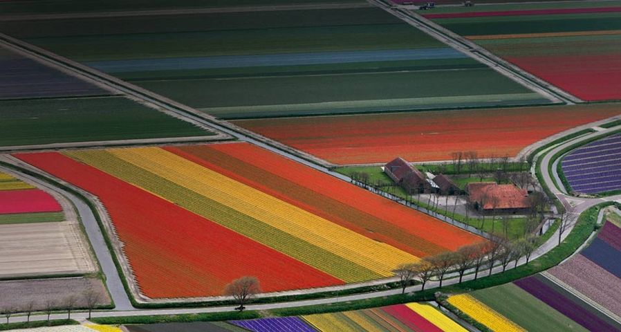 : Bunte Blumenfelder in der Nähe von Amsterdam, Niederlande – Adam Jones/Getty Images ©