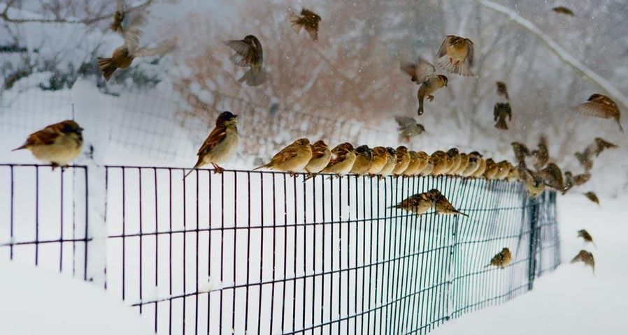 Vögel landen und starten von einem verschneiten Zaun in New York City, New York