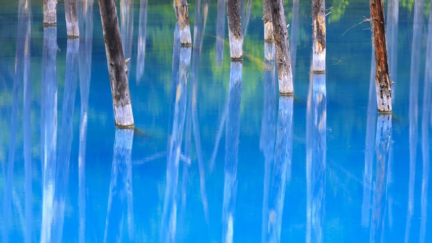 Blue Pond, Biei, Hokkaido, Japan 