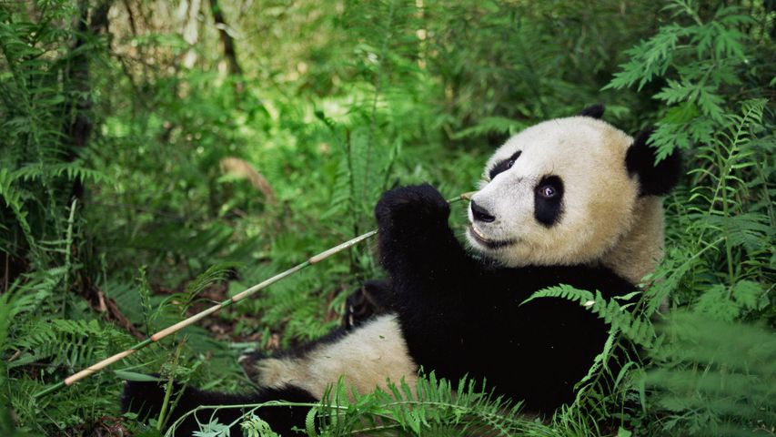 Großer Panda im Wolong-Naturreservat, Provinz Sichuan, China 