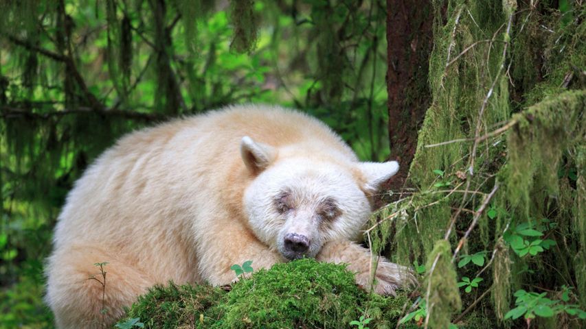 Ein schlafender Kermodebär in British Columbia, Kanada