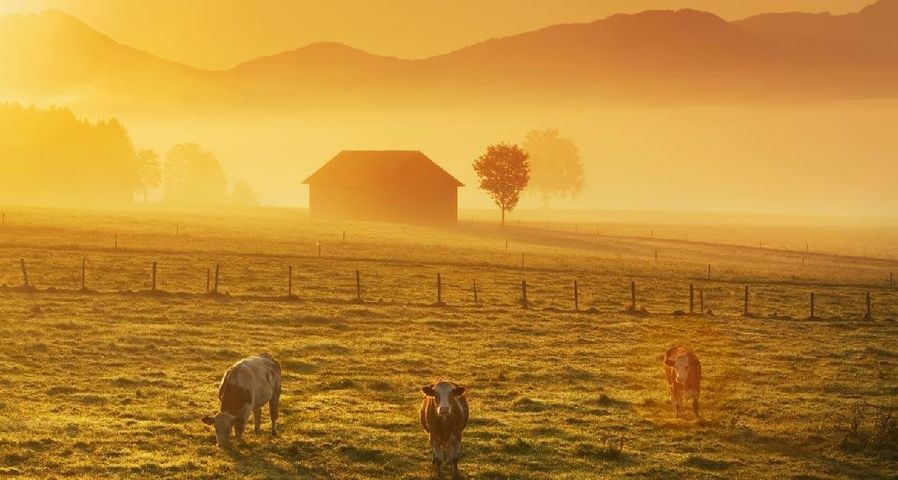 Landschaft nahe der Alpen mit Kühen im Nebel bei Sonnenaufgang - Penzberg, Bayern, Deutschland, Europa