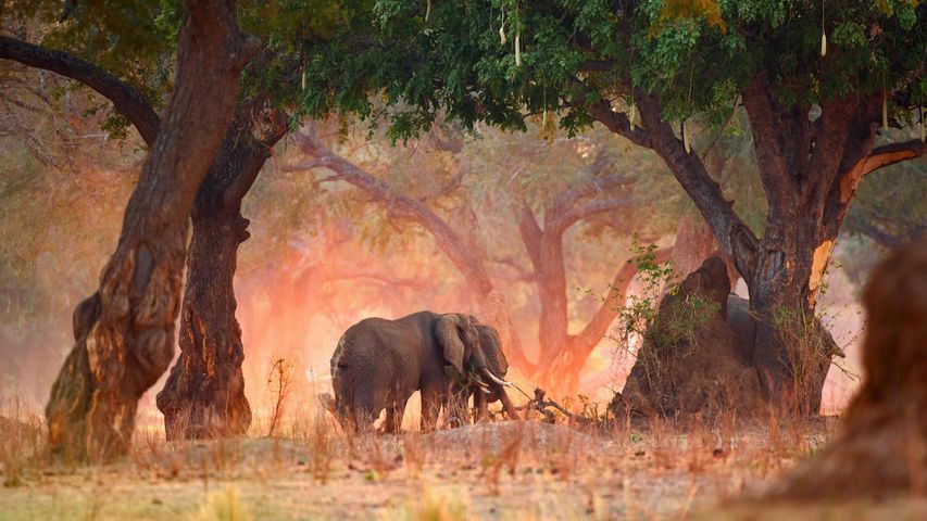 Afrikanische Elefanten im Mana-Pools-Nationalpark, Zimbabwe 