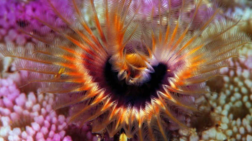 Die Gattung ‘Pomatostegus stellatus’ aus der Familie der Kalkröhrenwürmer auf einem Korallenriff vor den Solomon Islands