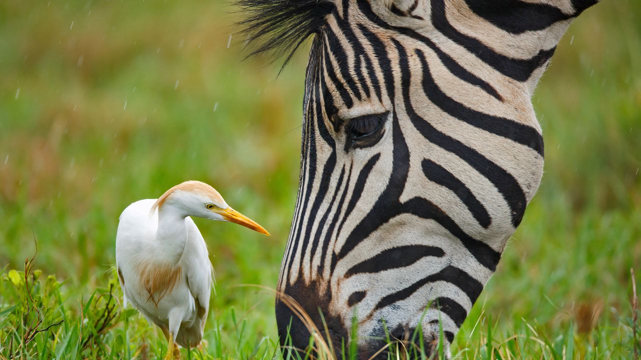 Burchell-Zebra und Kuhreiher, Rietvlei-Naturreservat, Südafrika
