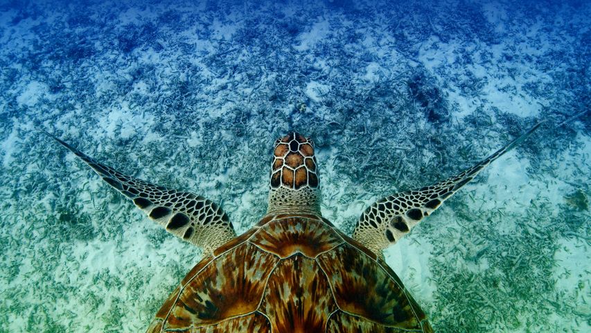 Echte Karettschildkröte schwimmt in der Nähe von Aka-jima, Okinawa, Japan