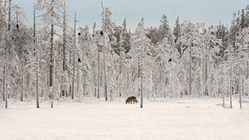 Wolf mit einer Schar von Raben in Finnland