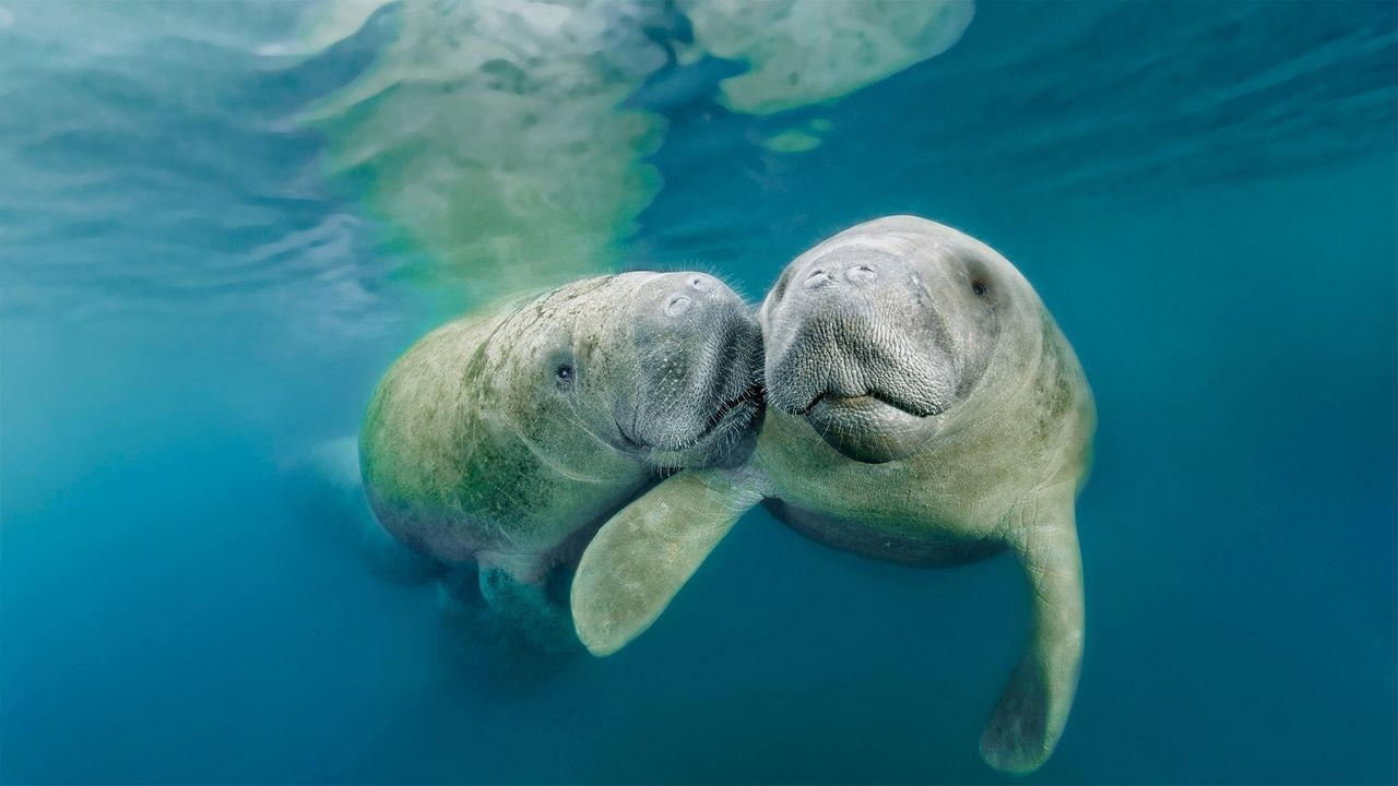 Karibik-Manatis, Three Sisters Springs, Crystal River National Wildlife Refuge, Florida, USA