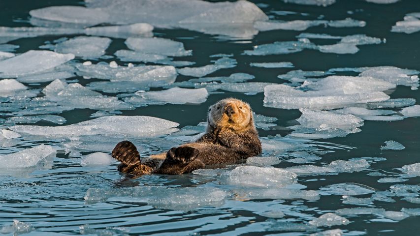 Seeotter, Prince-William-Sund, Alaska, USA