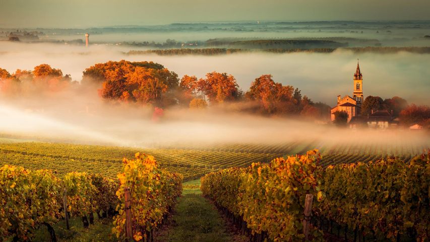 Nebelverhangene Landschaft im Weinanbaugebiet Bordeaux, Frankreich