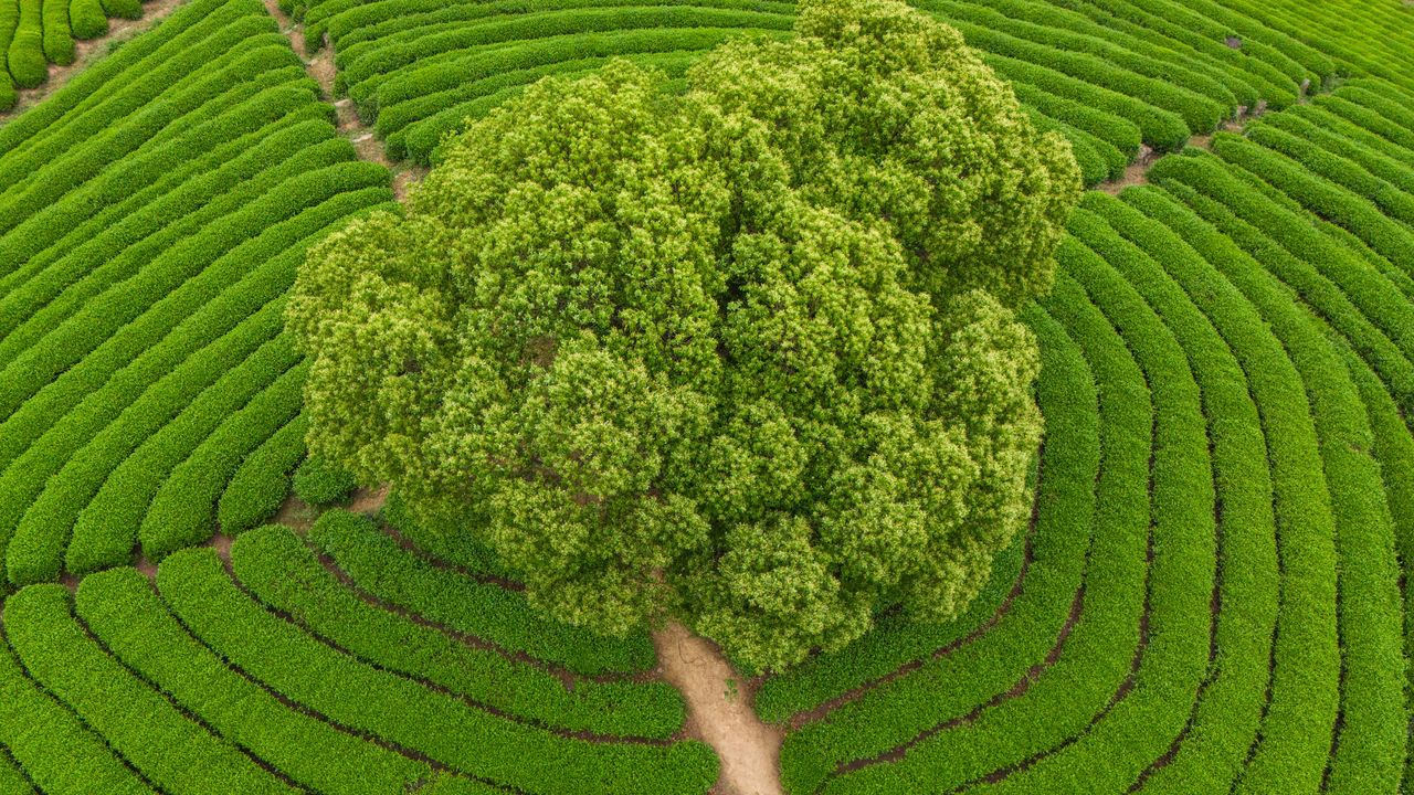 环形龙井茶园