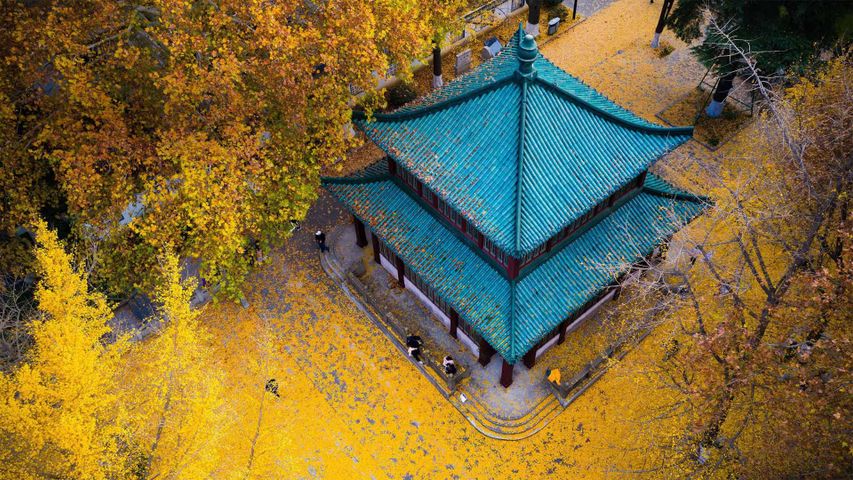 Goldene Ginkgoblätter im Park am Xuanwu-See in Nanjing, Provinz Jiangsu, China