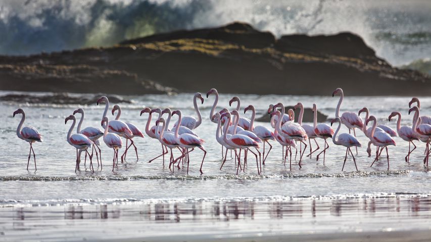 Rosaflamingos, Lüderitz, Namibia