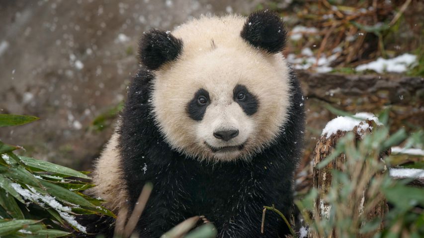 Baby-Riesenpanda im Schnee, China