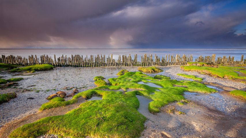 Wattenmeerküste bei Moddergat, Friesland, Niederlande