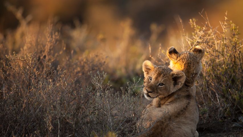 Zwei Löwenjunge bei Sonnenaufgang, Südafrika
