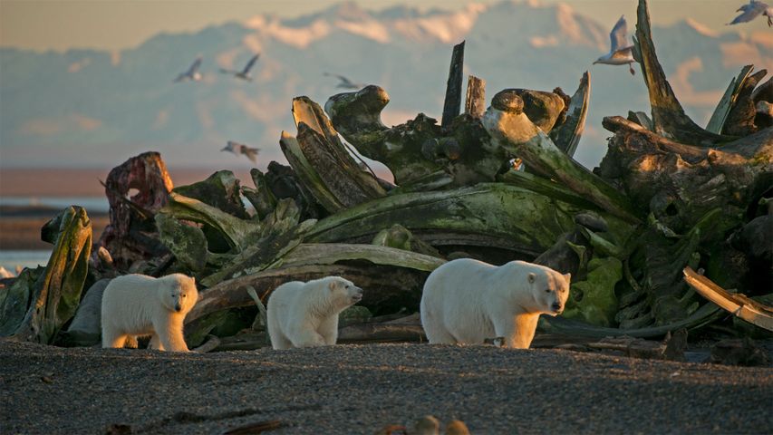 Eisbärin mit ihren Jungen im Naturschutzgebiet Arctic National Wildlife Refuge, Alaska, USA