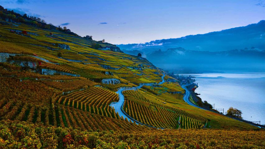 Weinterrassen Weinbaugebiet Lavaux am Ufer des Genfersees, Kanton Waadt, Schweiz