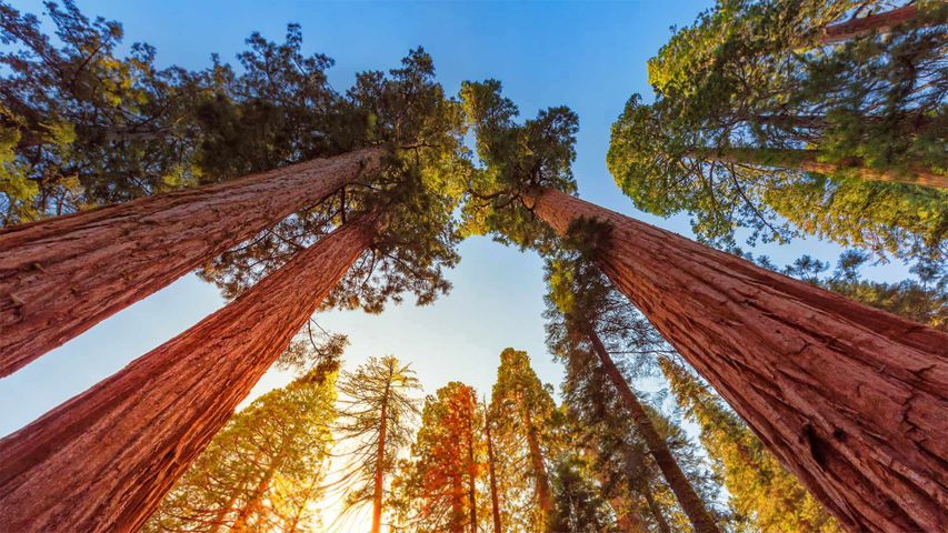 Riesenmammutbäume im Sequoia-Nationalpark und Kings-Canyon-Nationalpark, Kalifornien, USA