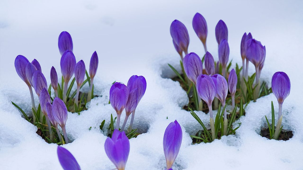 番红花