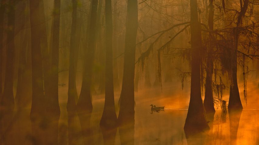 Stockenten in einem Sumpfgebiet des Calcasieu River, Louisiana, USA 
