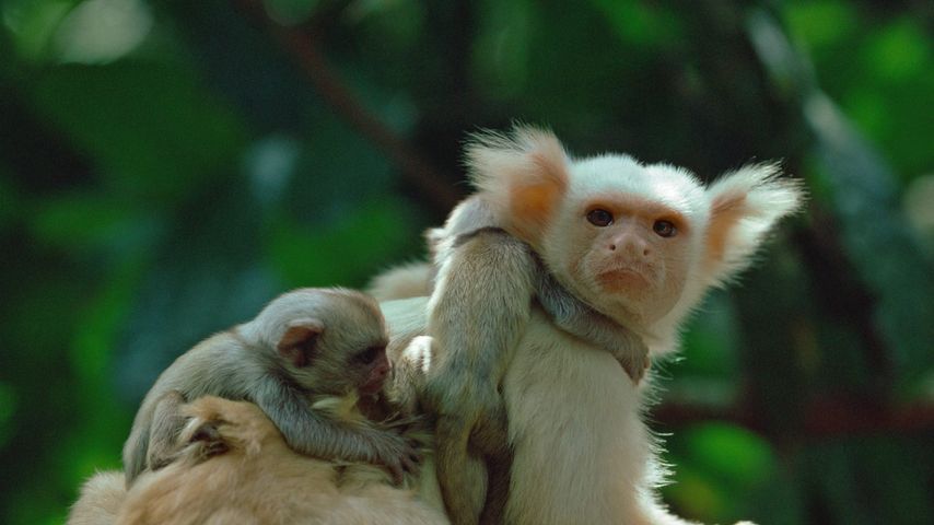 Gelbweißes Seidenäffchen mit seinen Jungen, Amazonas-Regenwald, Brasilien 