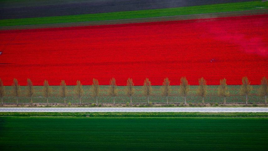 Tulpenfelder bei Noordoostpolder, Niederlande