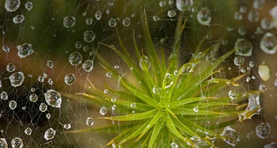 Regentropfen im Netz einer Laufspinne